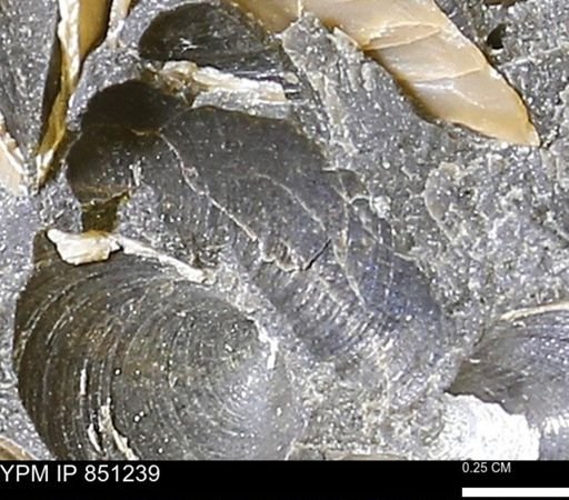 Limopsis striatopunctatus