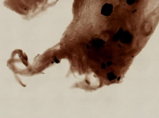 Aiolochroia crassa