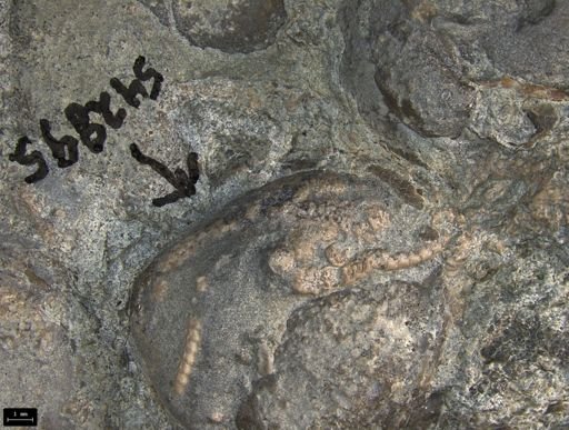 Aplocoma damesii