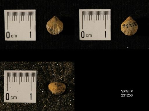 Wellerella osagensis immatura