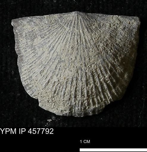 Strophodonta sp.
