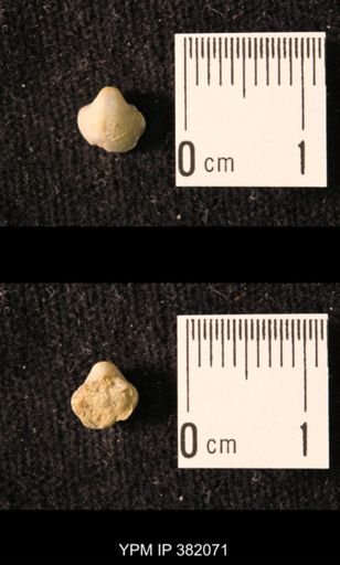 Ambocoelia planoconvexa