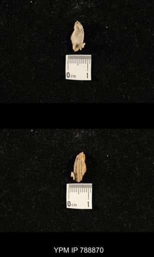 undet. Brachiopoda