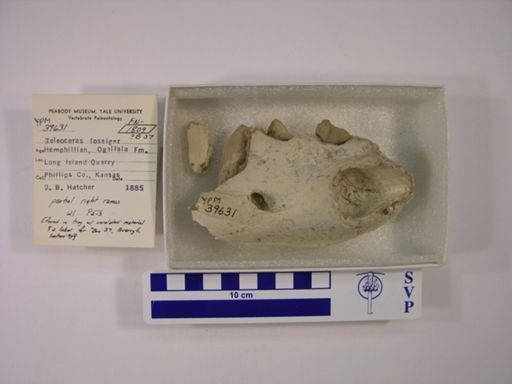Teleoceras fossiger