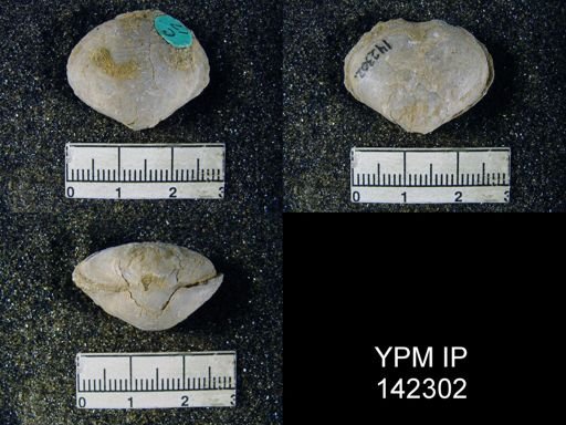 Athyris subexpansa