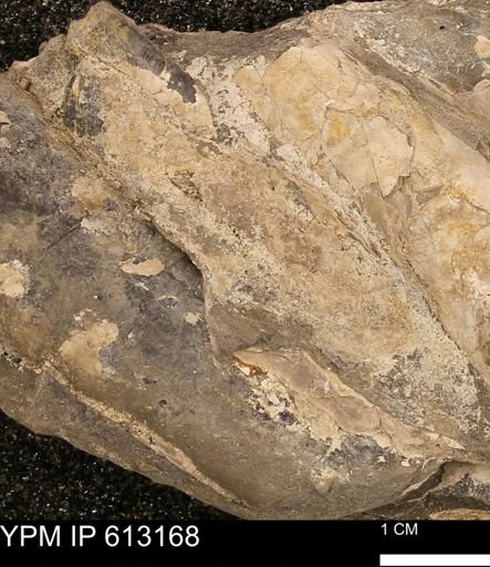 Baculites sp.