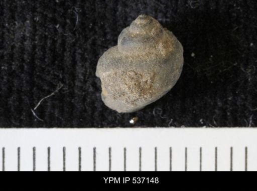 Viviparus montanaensis