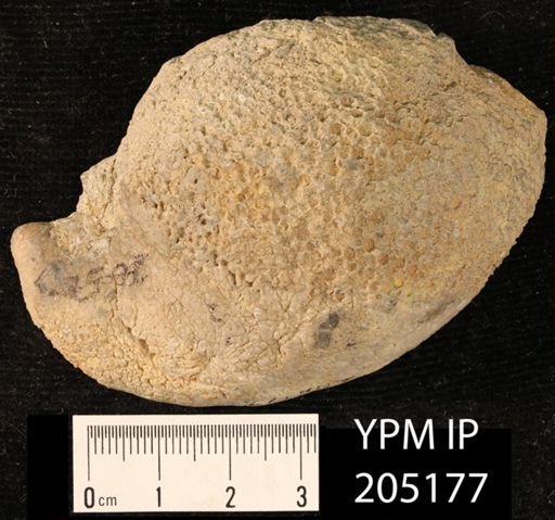 Favosites turbinatus