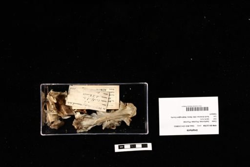 Urophycis
