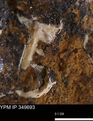 undet. Mollusca