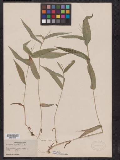 Panicum latifolium