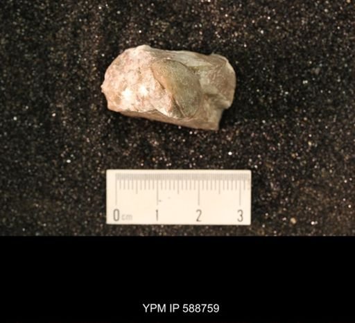 Strophomena sp.