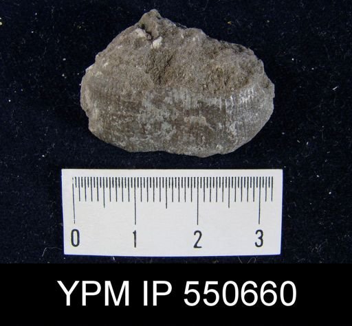 Linoproductus sp.