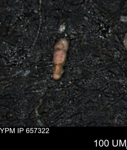 Bimonilina variana