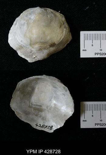 Anomia sp.