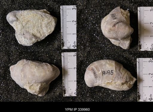 Gryphea washitaensis