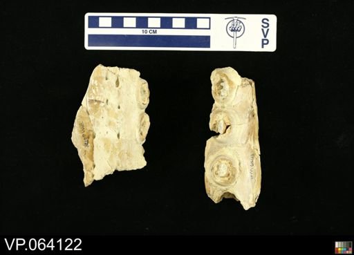 undet. Mosasauridae