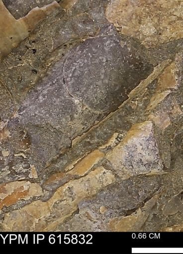 Baculites sp.