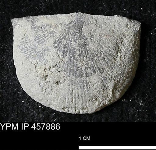 Strophodonta sp.