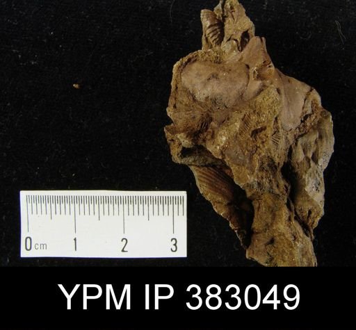 Syringothyris?