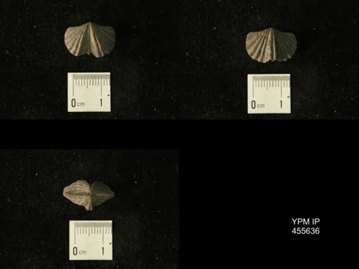 Platystrophia profundsulcata