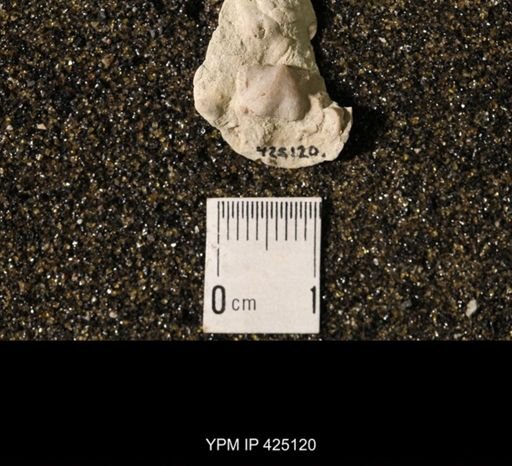 Chonetina flemingi var. plebeia