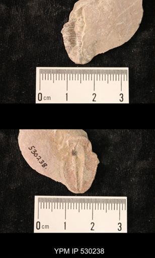 Elrathia kingi
