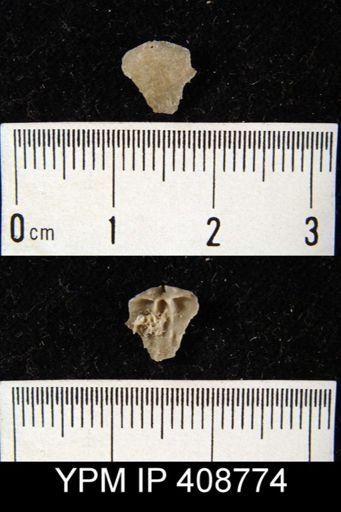 undet. Brachiopoda