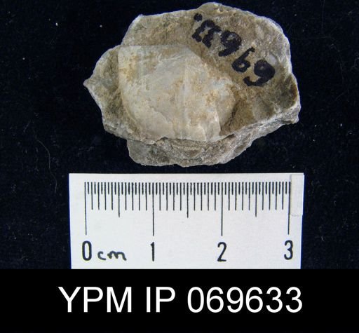 Megamyonia nitens