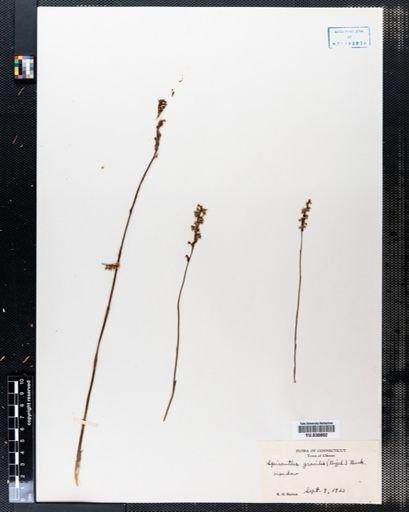 Spiranthes gracilis