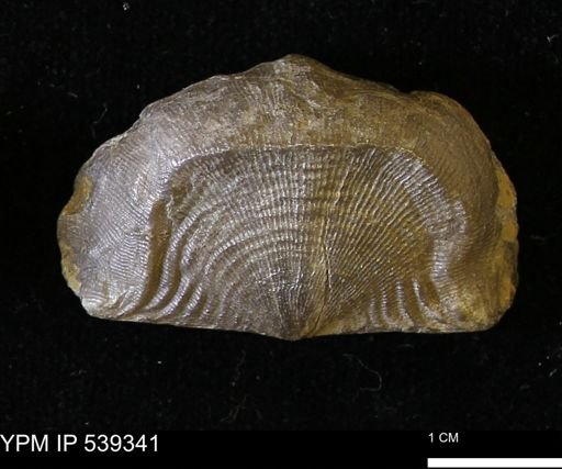 Leptaena rhomboidalis