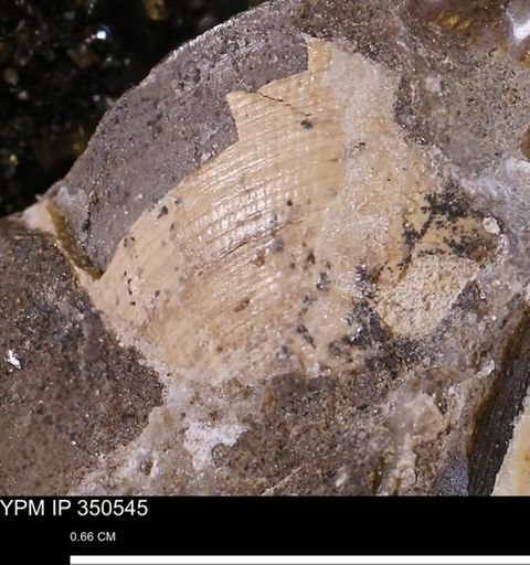 Limopsis striatopunctatus