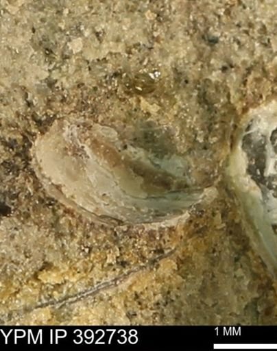 undet. Bivalvia