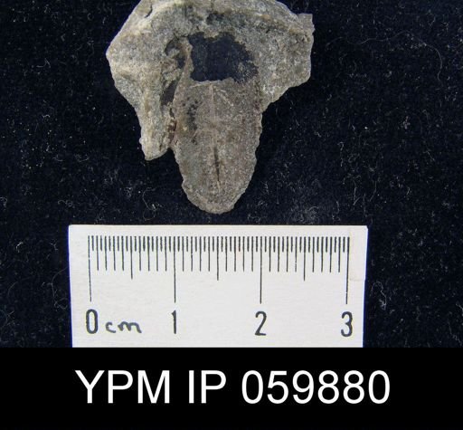 Lingula sp.