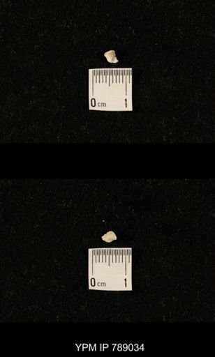 undet. Brachiopoda