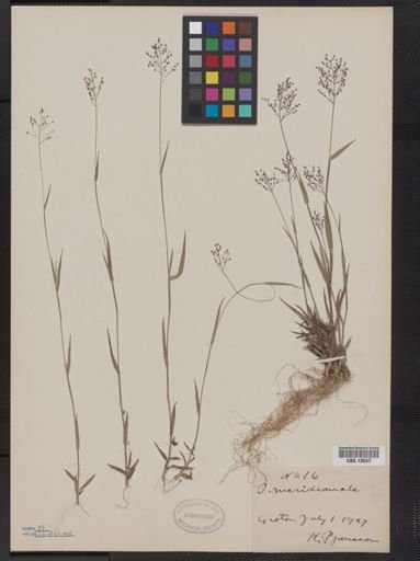 Panicum meridionale