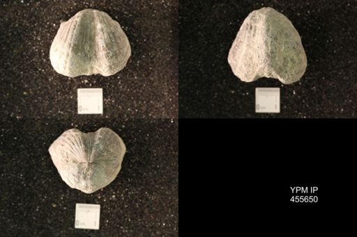 Platystrophia ponderosa