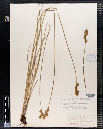 Carex bicknellii