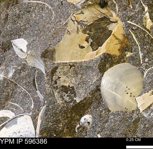 Limopsis? striatopunctatus