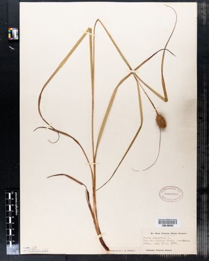 Carex squarrosa