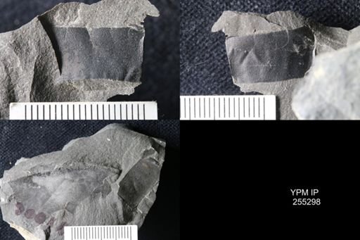 Eurypterida