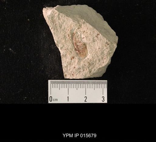 Permoblattina permiana