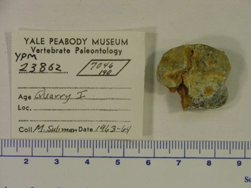 Hyracoidea
