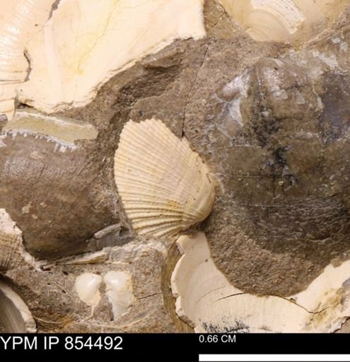 Parallelodon sp.