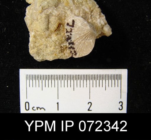 Atrypa tennesseensis