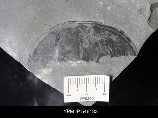 undet. Eurypterida
