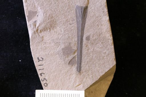 Eurypterus remipes