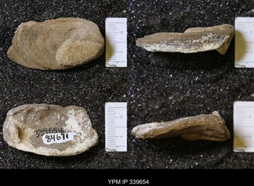 Ostrea glabra?
