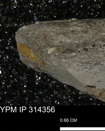 undet. Mollusca