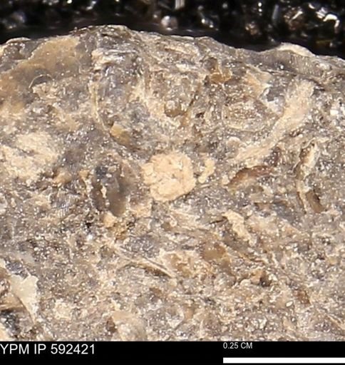undet. Bivalvia